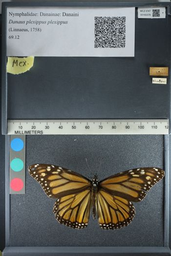 Media type: image;   Entomology 165378